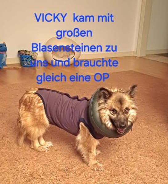 Ganz liebe Vicky sucht ihr Körbchen