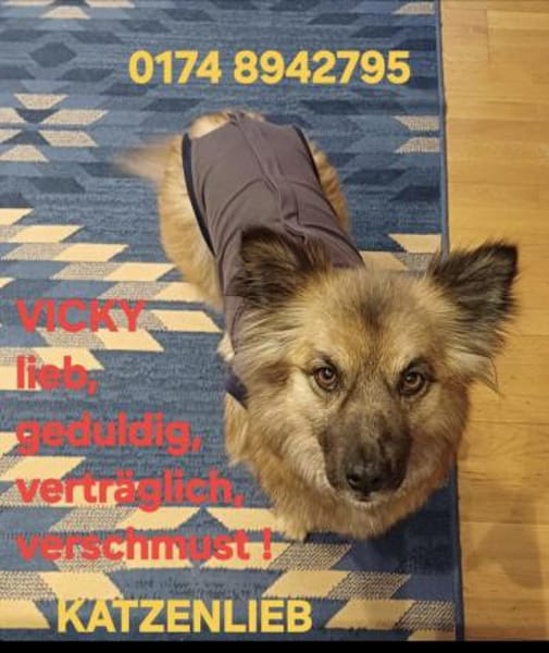 Ganz liebe Vicky sucht ihr Körbchen