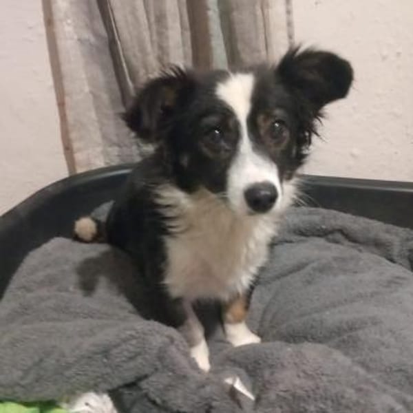 Luisa - aktive Maus - VORGEMERKT