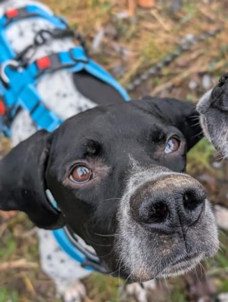 Hugo sucht Action  PointerPowerHerz