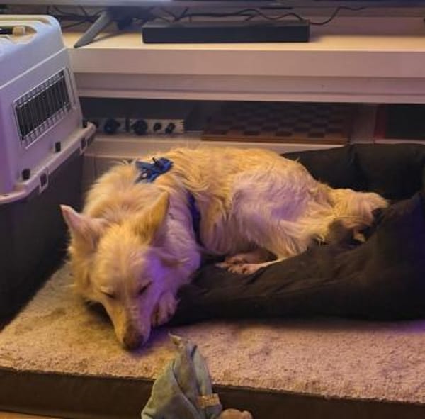 INDY 🐾❤ auf PS in 31089 Duingen