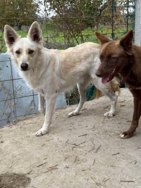 INDY 🐾❤ auf PS in 31089 Duingen