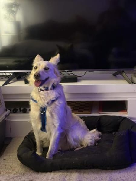 INDY 🐾❤ auf PS in 31089 Duingen