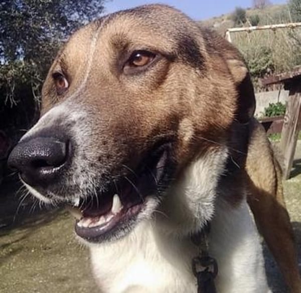 Kiwi ist liebenswert und freundlich