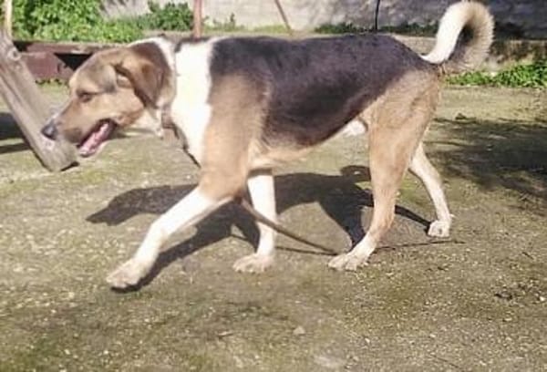 Kiwi ist liebenswert und freundlich