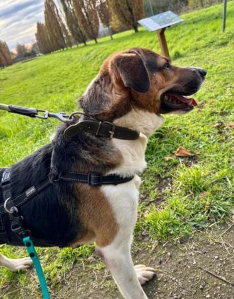 Kiwi ist liebenswert und freundlich