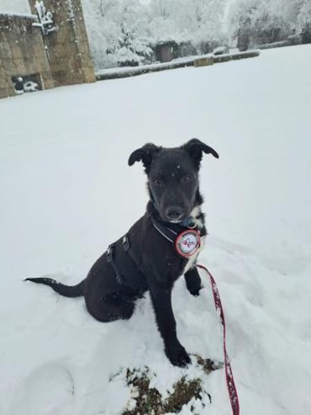 🐾💛 Percy sucht sein Für-Immer-Zuhause