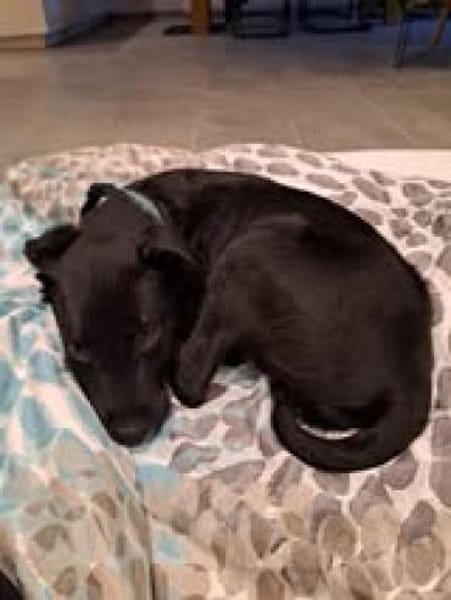 🐾💛 Percy sucht sein Für-Immer-Zuhause