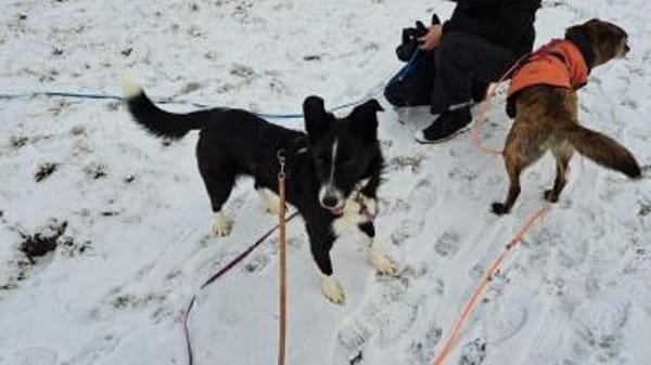 Talvi - hat Sonne im Herzen 🐾