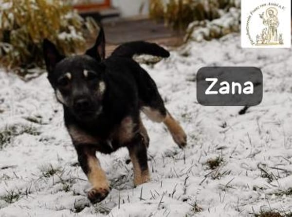 Zana  kleines Wesen mit großen Gefühlen