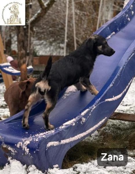 Zana  kleines Wesen mit großen Gefühlen