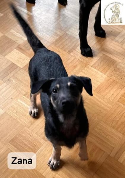 Zana  kleines Wesen mit großen Gefühlen