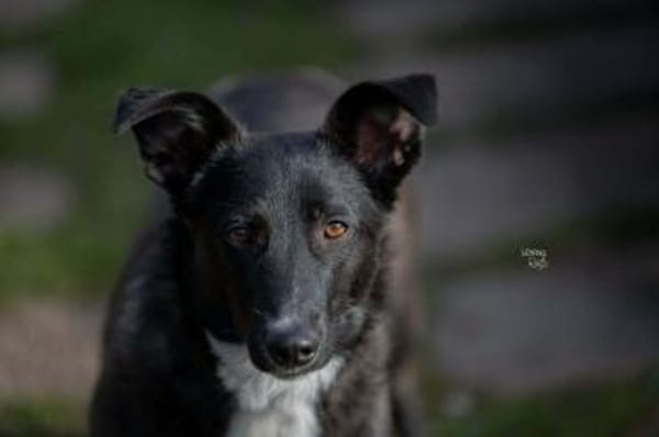 TAMANI -menschenbezogen & quirlig-