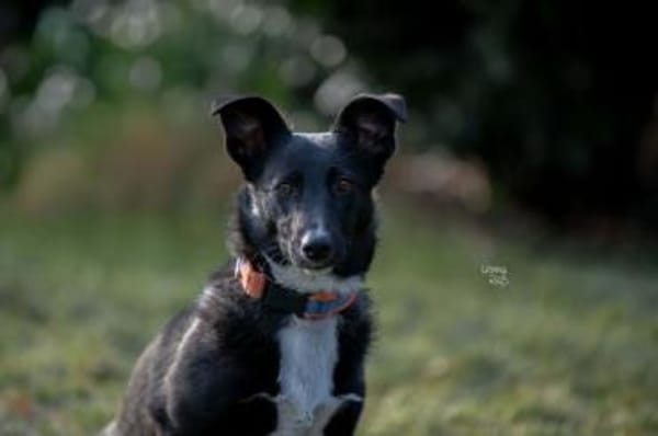 TAMANI -menschenbezogen & quirlig-