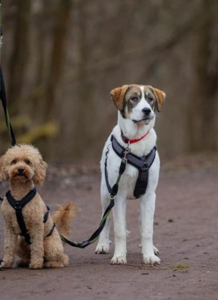Sugar - wartet in Sachsen-Anhalt