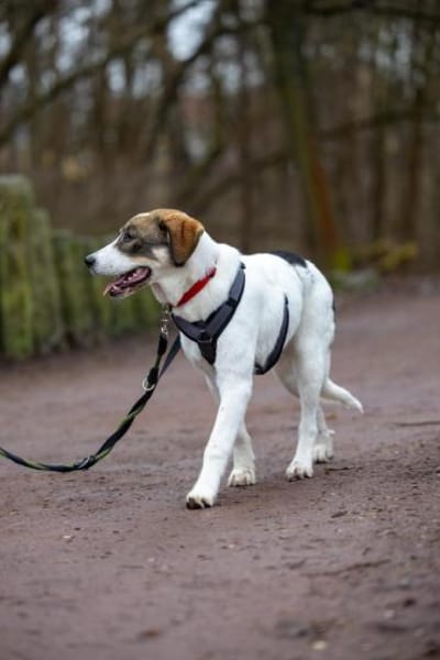 Sugar - wartet in Sachsen-Anhalt