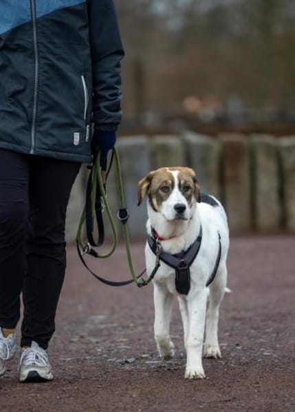 Sugar - wartet in Sachsen-Anhalt