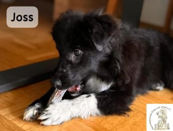 Joss  zu jung für perfekt, aber ...