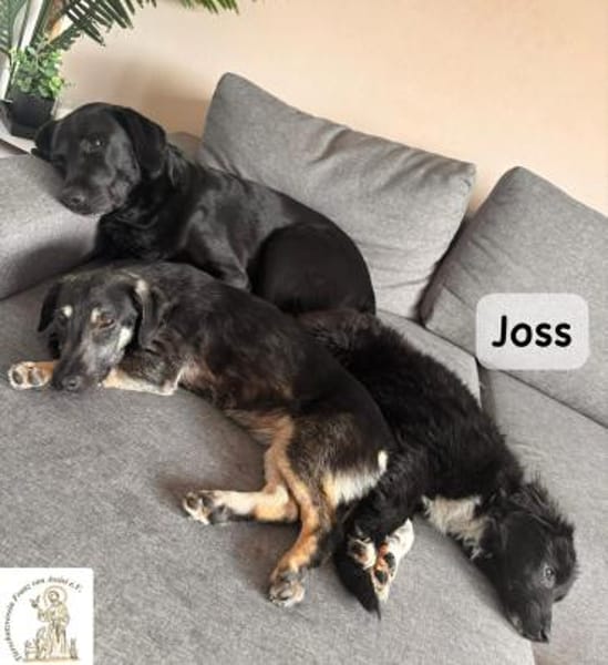 Joss  zu jung für perfekt, aber ...