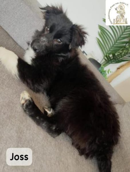 Joss  zu jung für perfekt, aber ...