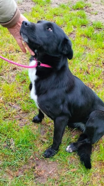 Sofi verschmust u. super charmant auf PS