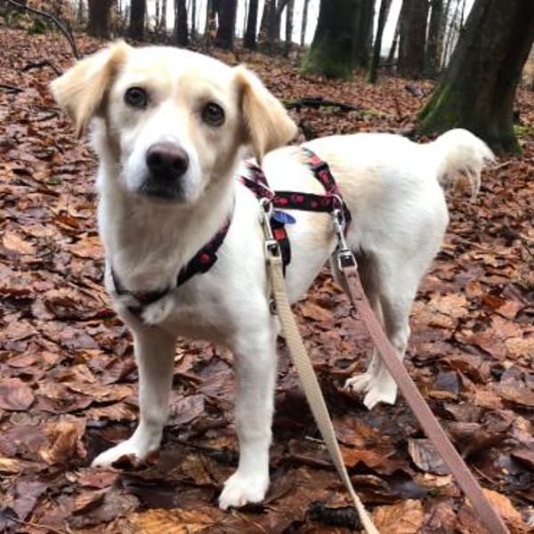 Mirka - sensible Zaubermaus - VORGEMERKT