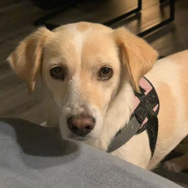 Mirka - sensible Zaubermaus - VORGEMERKT