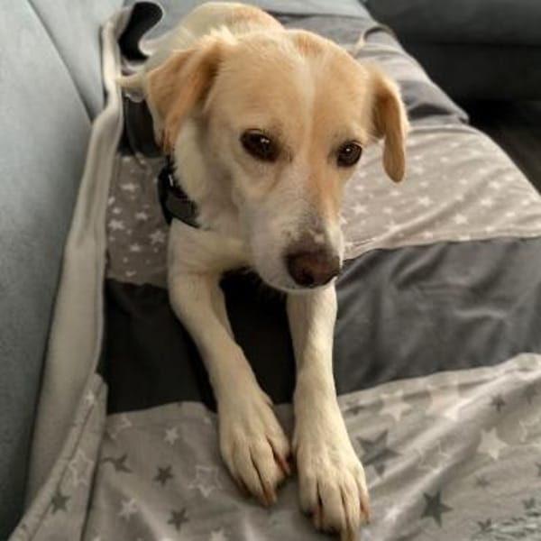 Mirka - sensible Zaubermaus - VORGEMERKT