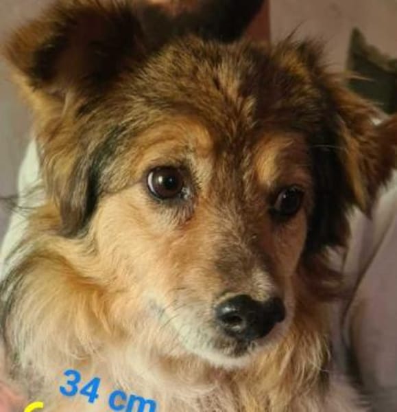 Siri, eine Hundeseele braucht eine Chanc