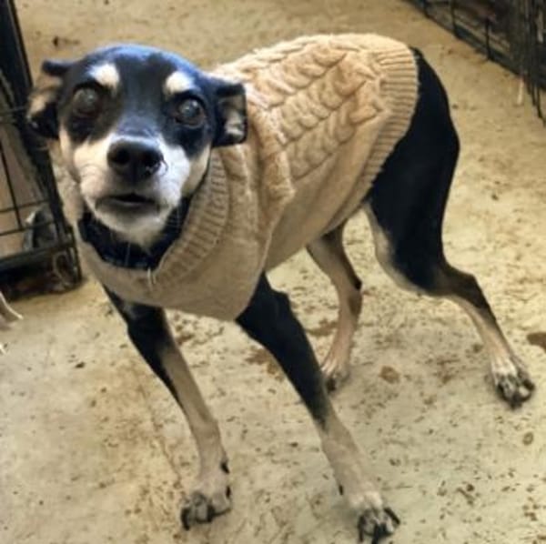 Pinscher-Mix COOKIE sucht ein Zuhause