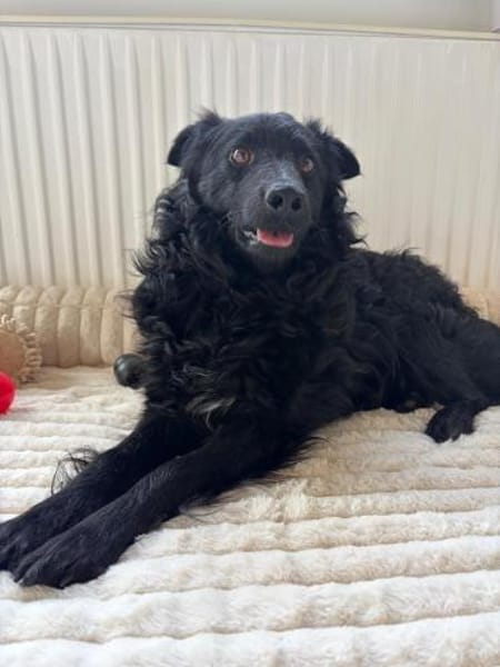 Koksi sucht seine Menschen🐾