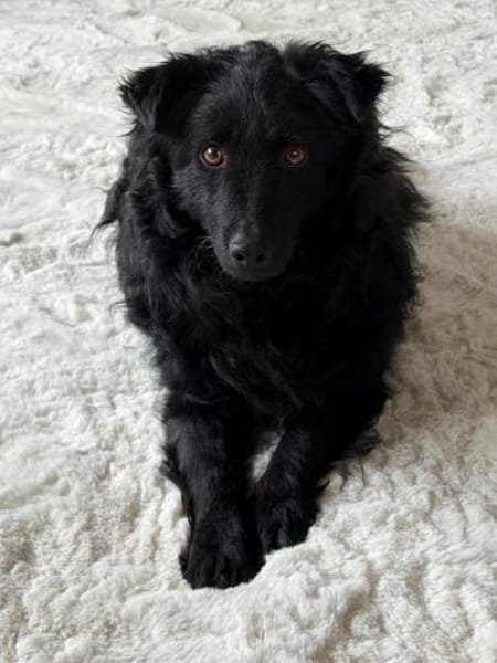 Koksi sucht seine Menschen🐾