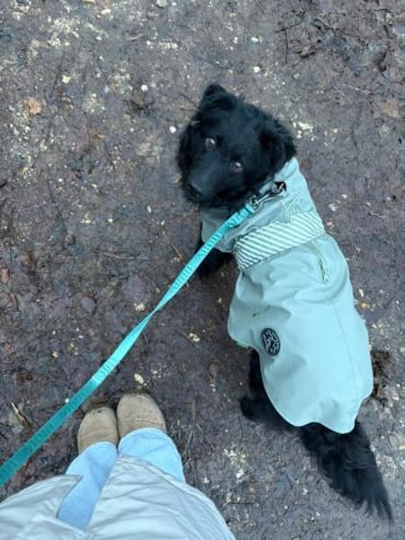 Koksi sucht seine Menschen🐾