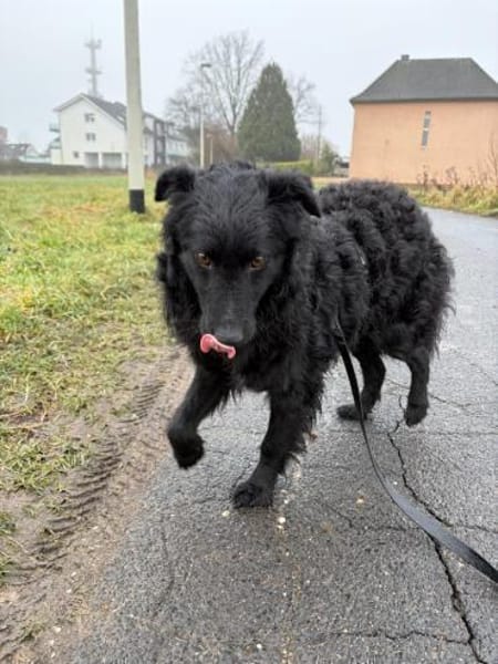 Koksi sucht seine Menschen🐾