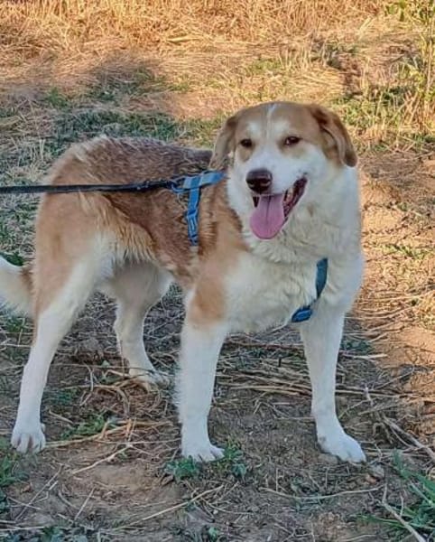 PAULA wartet auf PS in 50170 Kerpen