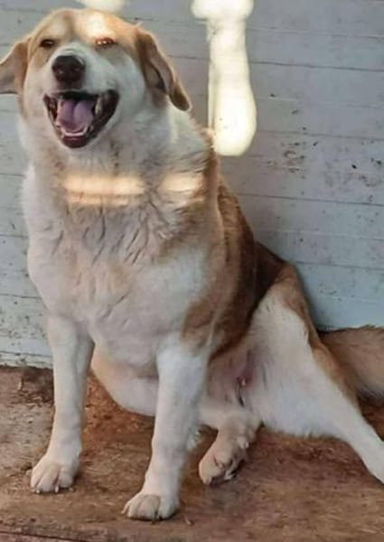 PAULA wartet auf PS in 50170 Kerpen