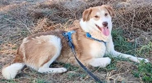 PAULA wartet auf PS in 50170 Kerpen