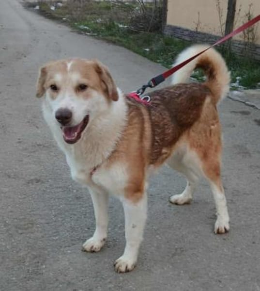 PAULA wartet auf PS in 50170 Kerpen