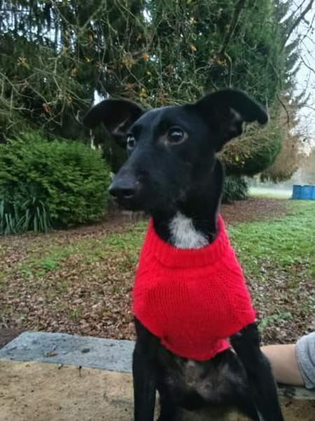 Flor - schwarze Schönheit sucht Familie