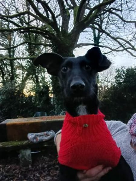 Flor - schwarze Schönheit sucht Familie