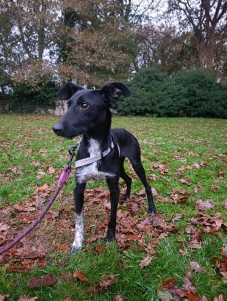 Flor - schwarze Schönheit sucht Familie