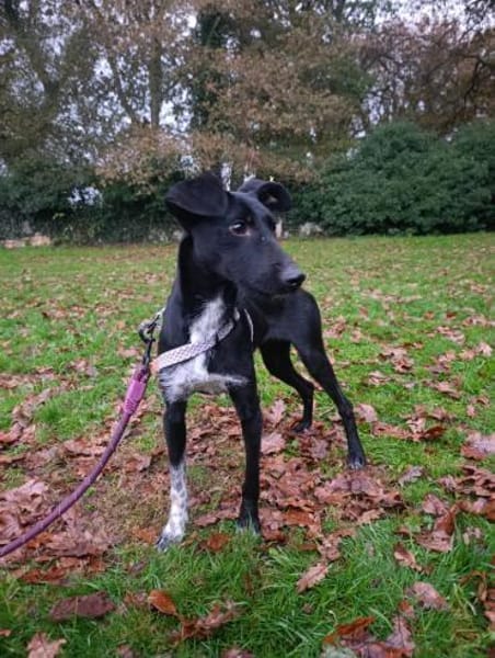 Flor - schwarze Schönheit sucht Familie
