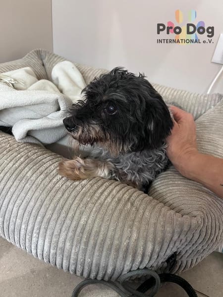 Kevin auf Pflegestelle