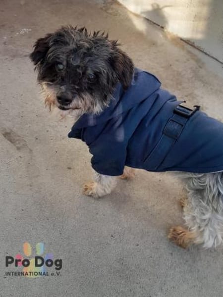 Kevin auf Pflegestelle