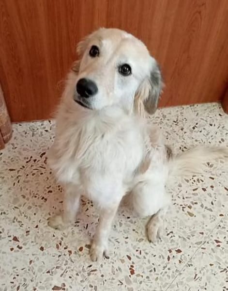 Bigné wartet in der Tierherberge Donzdor