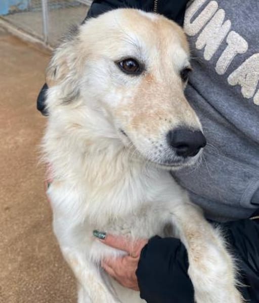 Bigné wartet in der Tierherberge Donzdor