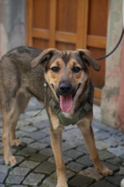 🐾 Kenzo sucht seine Menschen 🐾