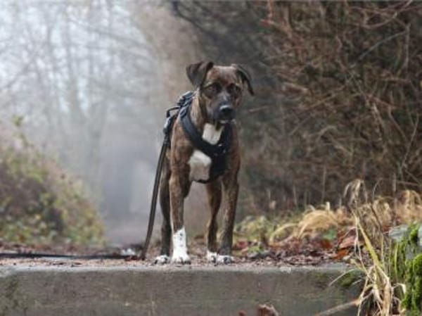 Wer gibt Silly ein Zuhause?