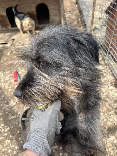 Kuschelbär RICKY sucht sein zu Hause