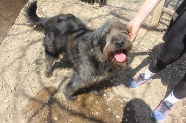 Kuschelbär RICKY sucht sein zu Hause